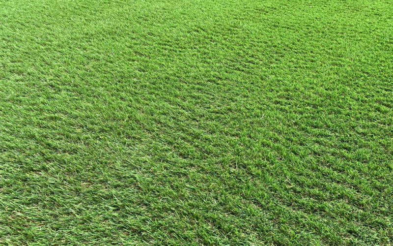 artificial grass